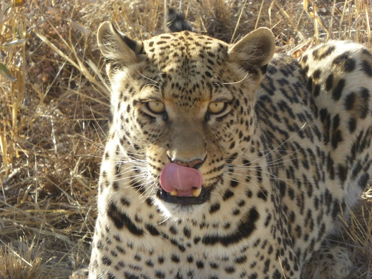 a big pretty leopard standing next to some dry grass