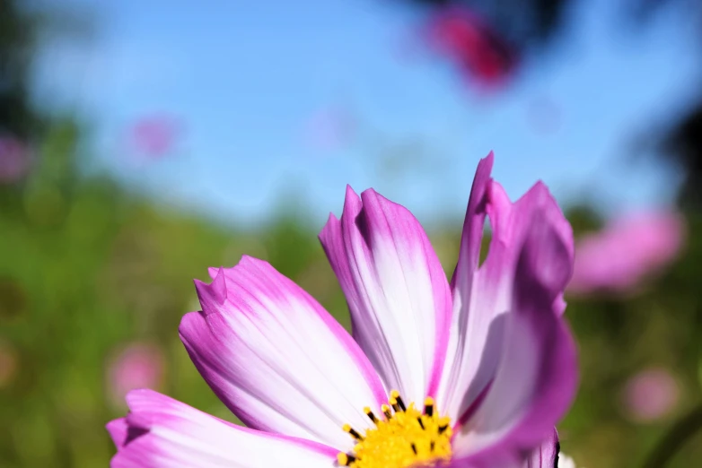 a purple flower with yellow centers in a field