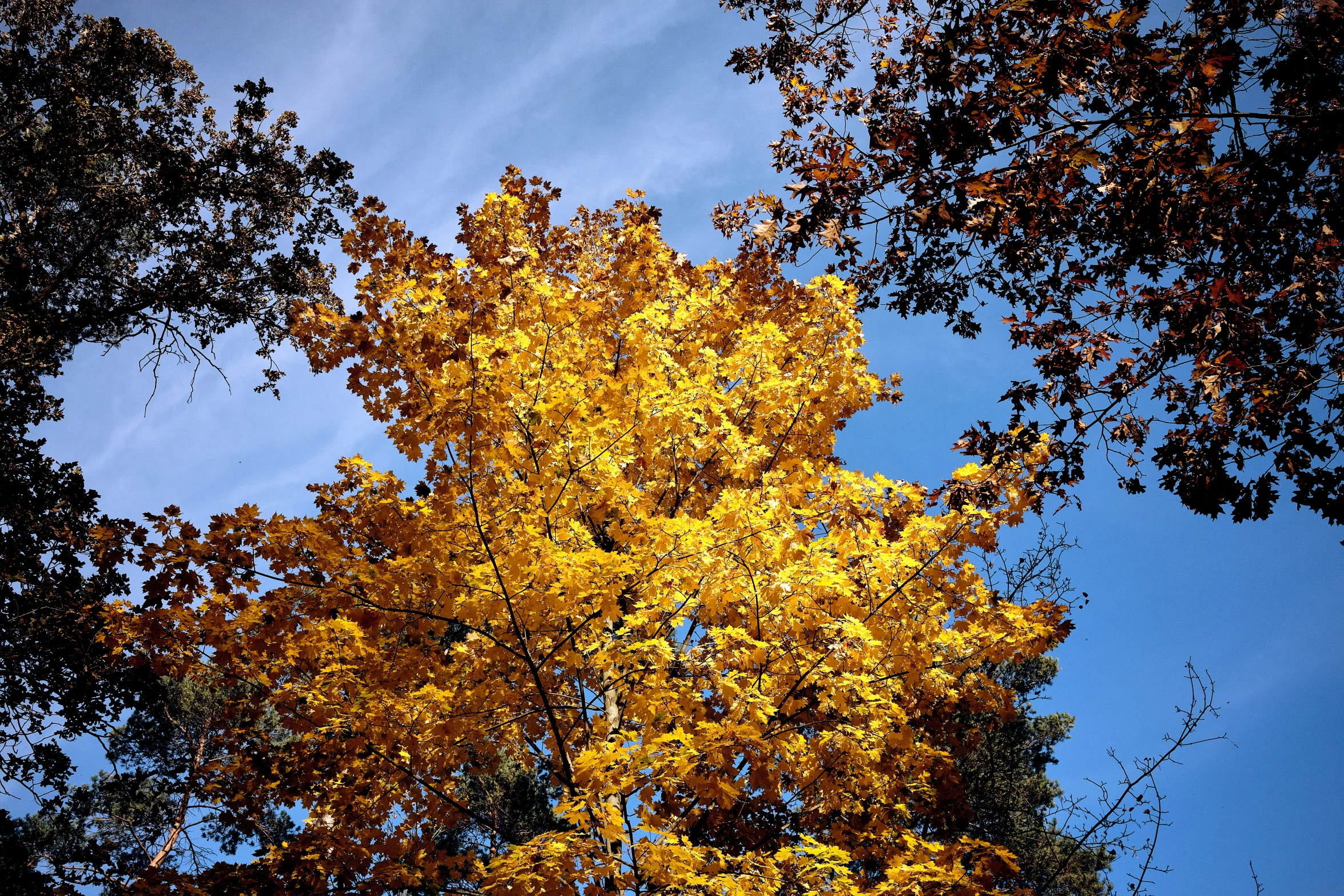 looking up at the nches of a tall tree