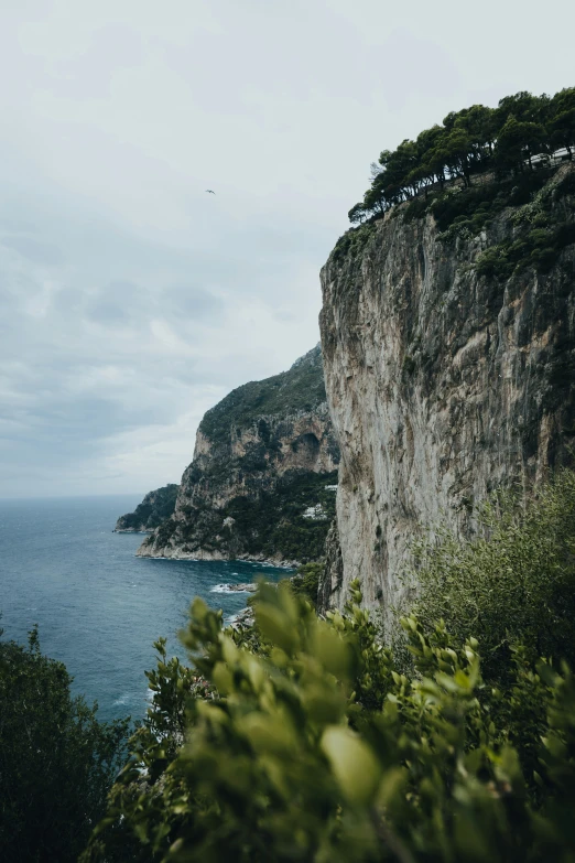 a rock cliff with a green shrub in front of the edge