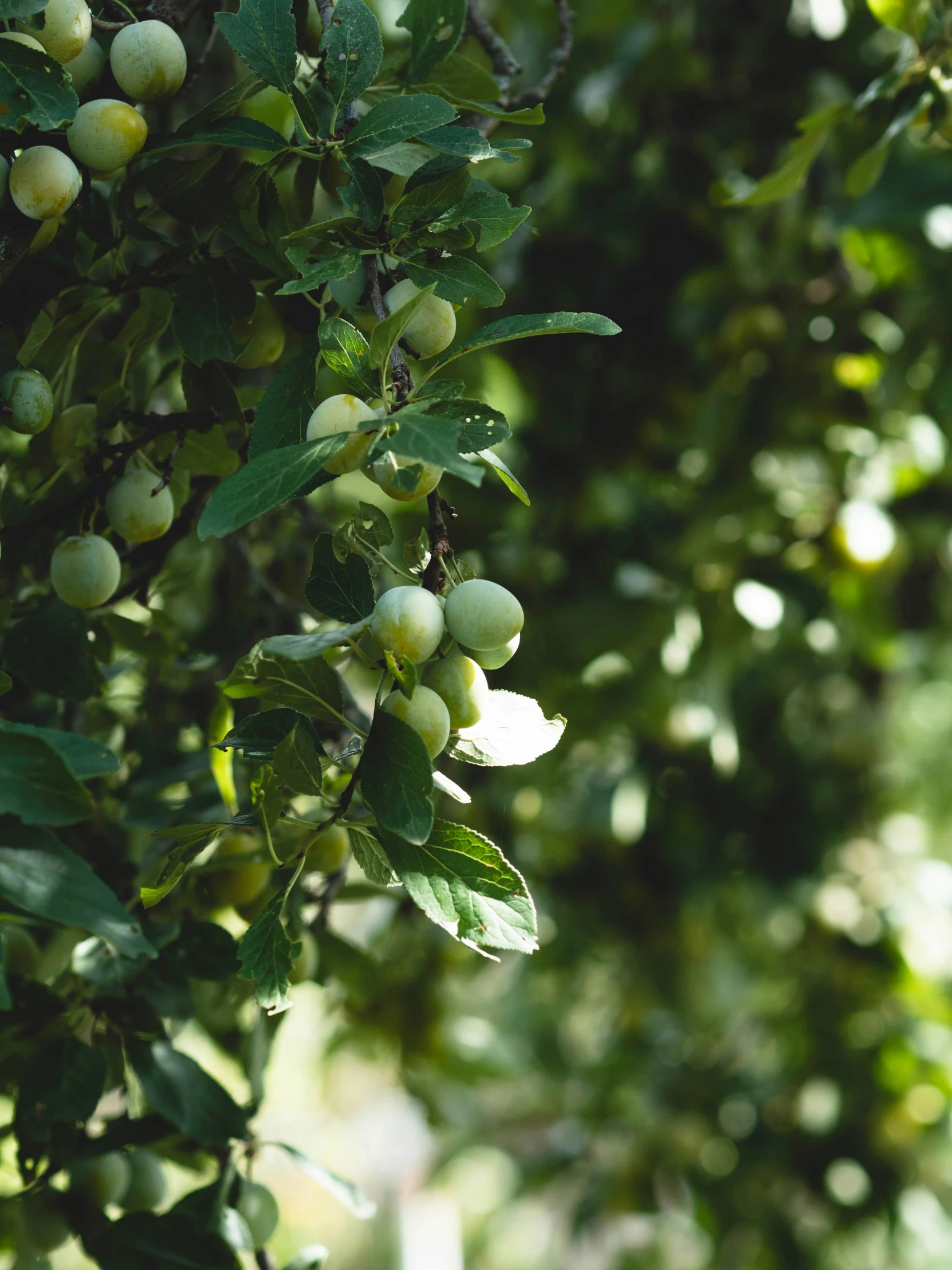 green leaves and fruits on an olive tree