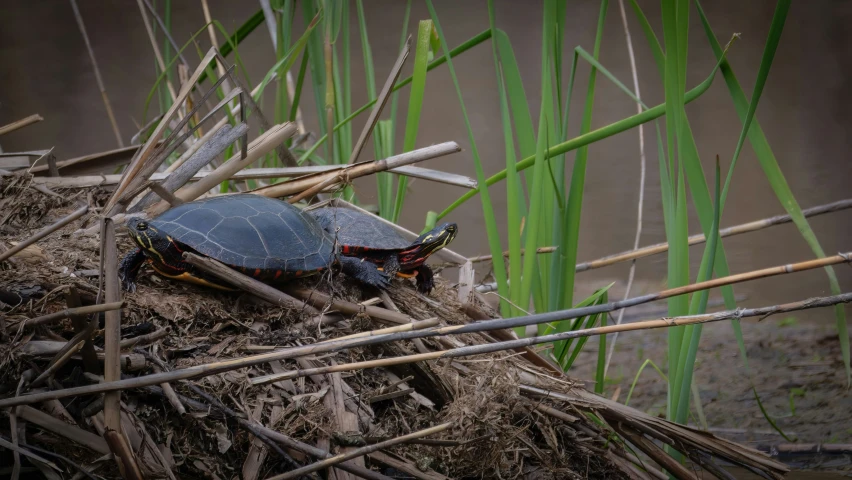 two turtles that are sitting on top of some grass