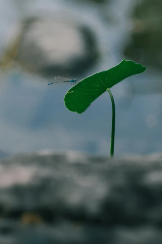 the only green plant is in front of the water