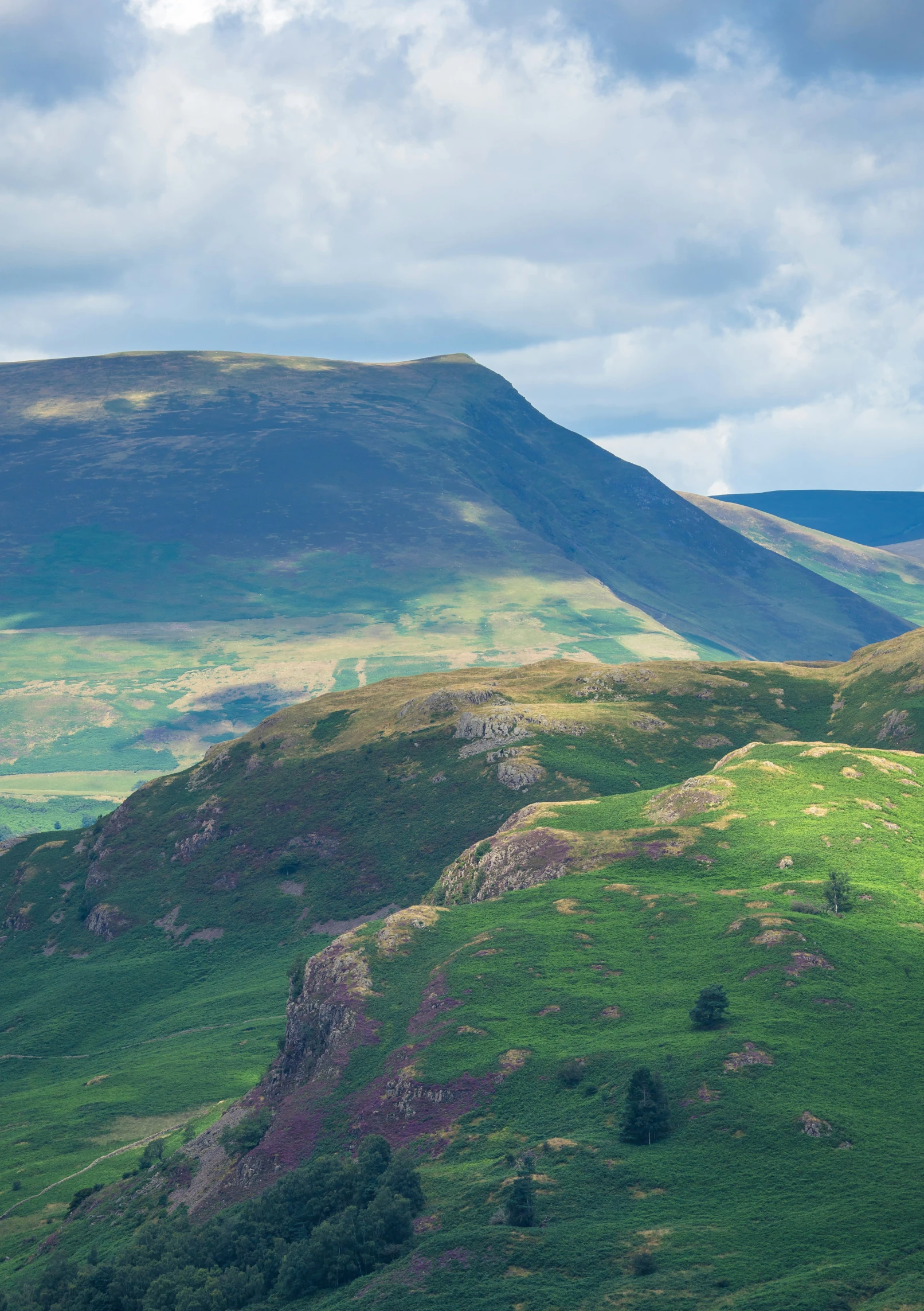 a small herd of cattle standing on the top of a mountain