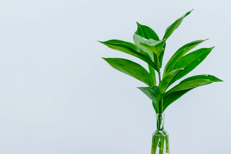 the green leaves are hanging down from the glass vase