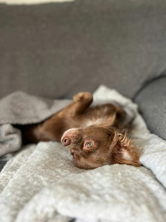 a dog is laying on the couch with its paws in the air