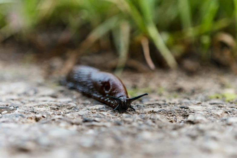 a dark bug crawling on a dirty ground near a grassy area