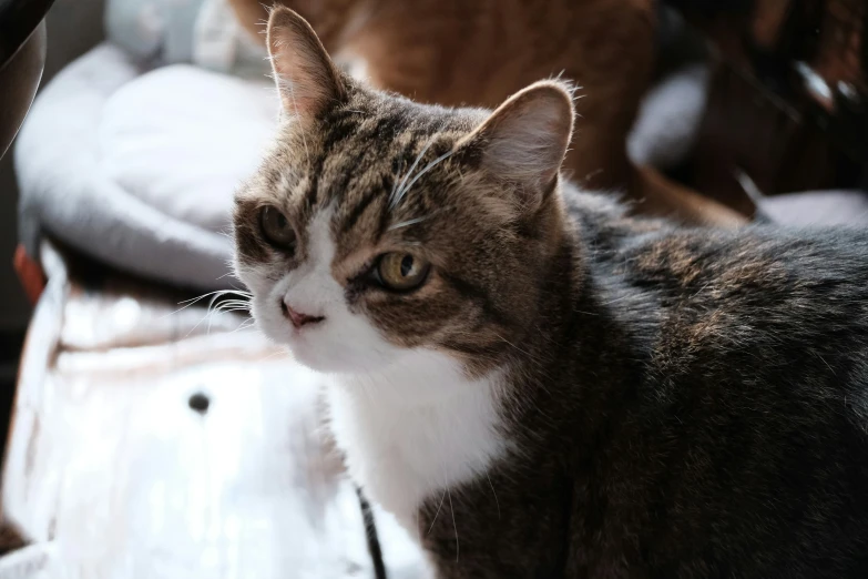 a close up of a cat looking at the camera