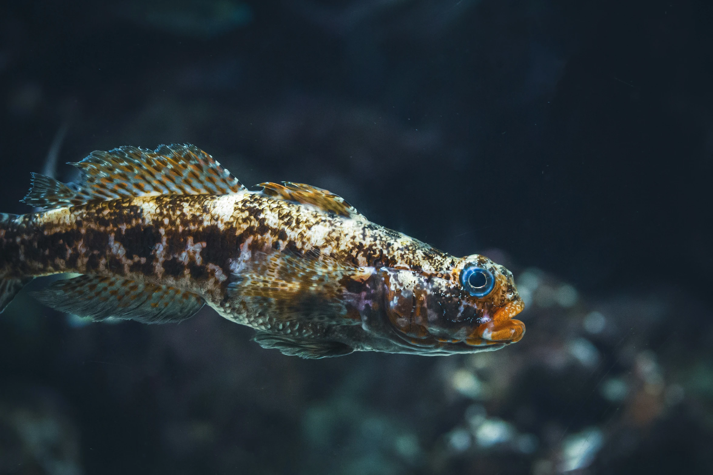 an underwater image of a fish swimming with dark background