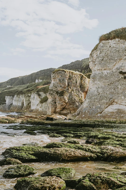 some rocks and some plants on the beach