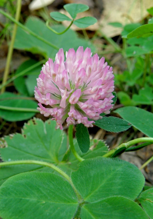 a pink flower is blooming amongst green leaves