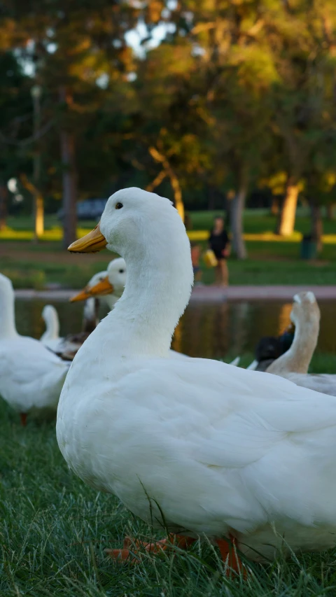 the ducks are out by the water at the park