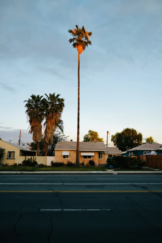 a stop sign and two palm trees near houses