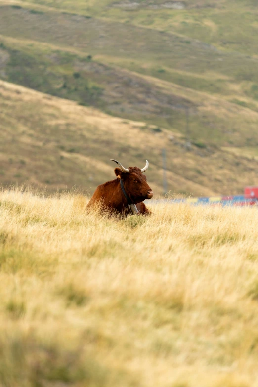 a brown cow sitting in a field of tall grass