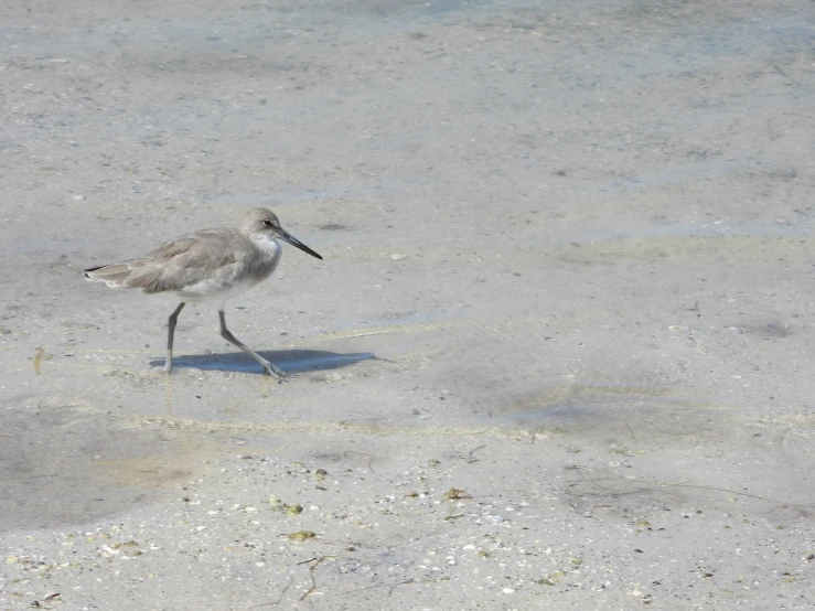 a close up of a bird walking on sand