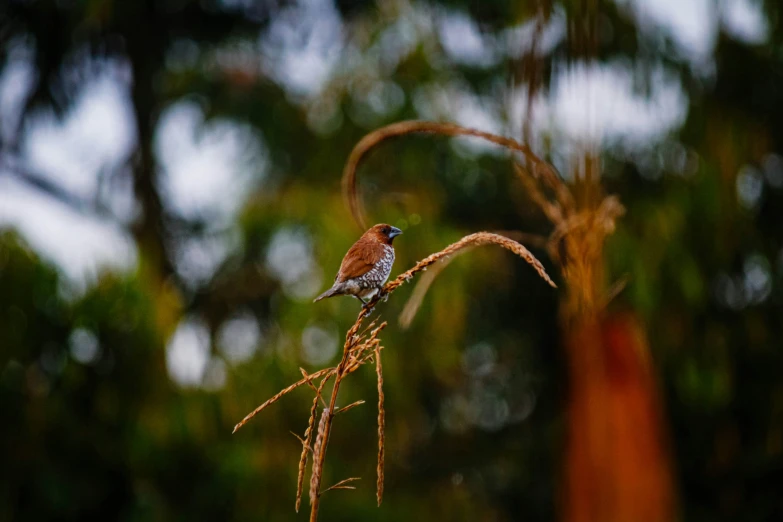 a bird perched on top of a dry grass plant