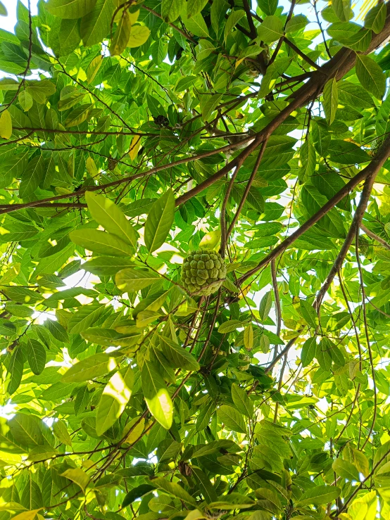 a small bird sitting in the middle of a tree