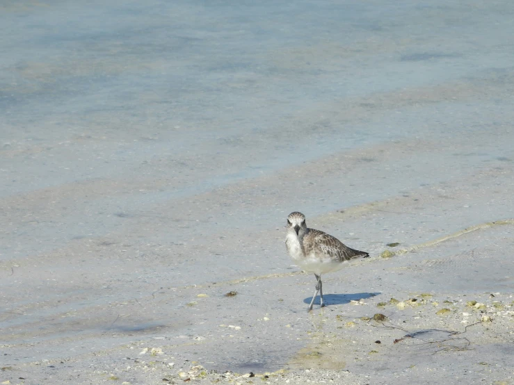 there is a bird walking on the shore