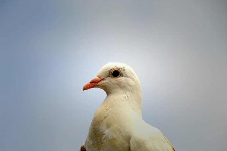 a white bird standing on top of a pole