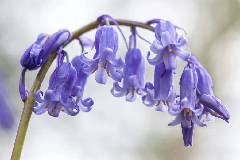 purple flowers hanging from a twig in the rain