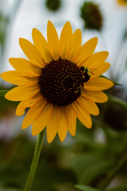 a sunflower with a bee on top of it
