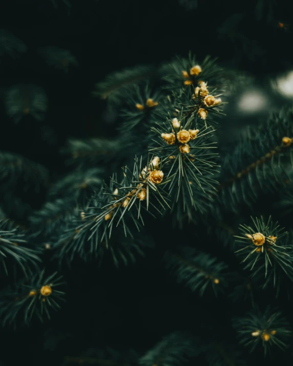 a close up view of small green needles on a pine tree