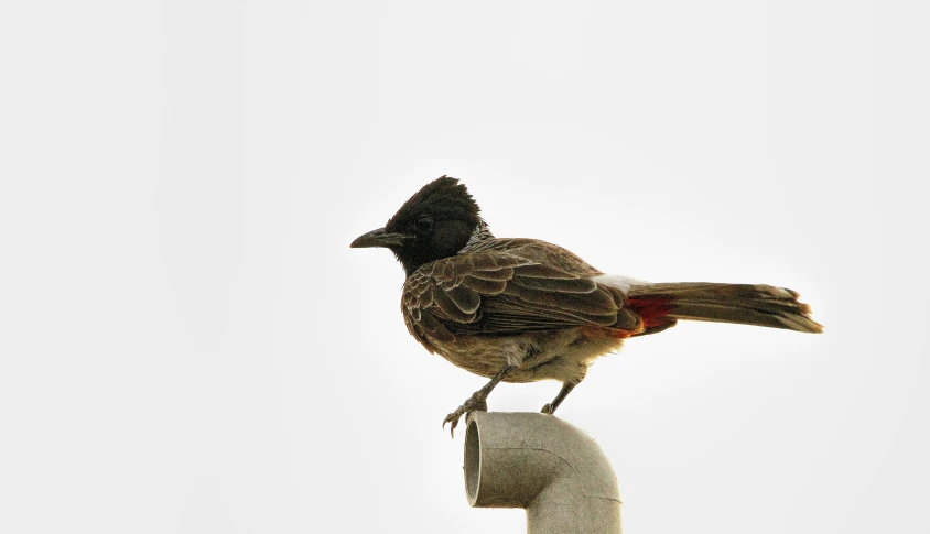 a bird standing on top of a white pole