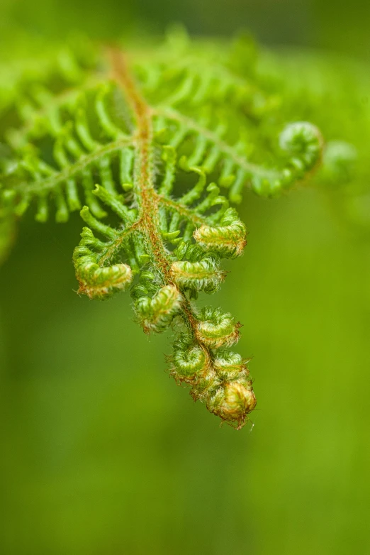 a closeup of a very thin fern leaf