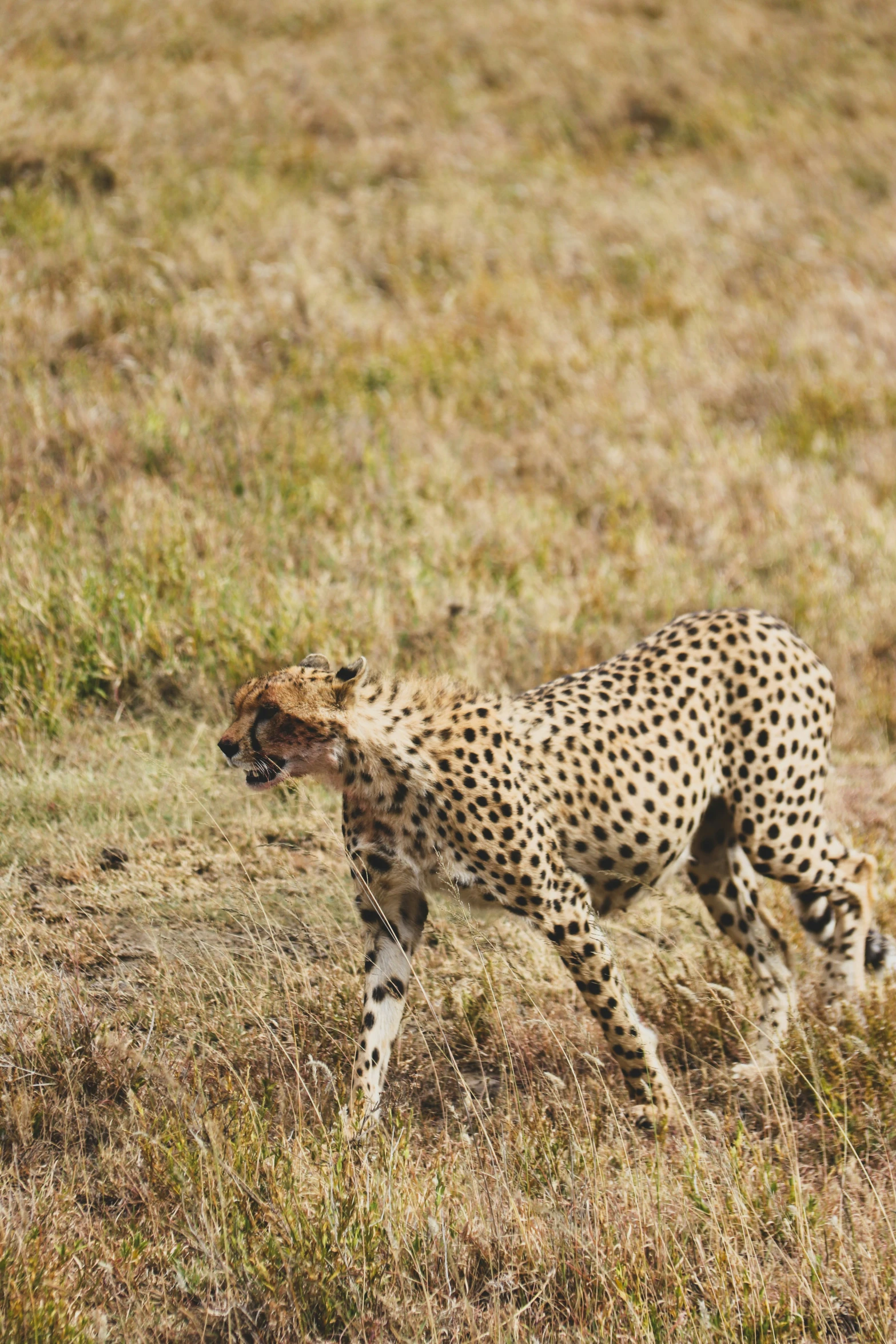 a cheetah walking in an open field with the sun shining on it