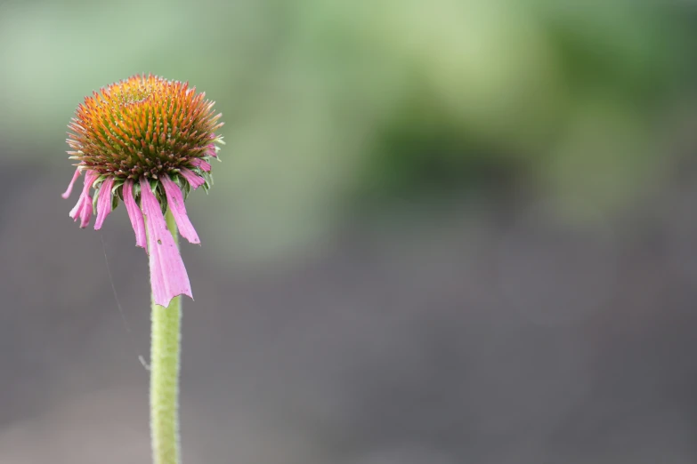 a pink flower sitting next to a purple plant