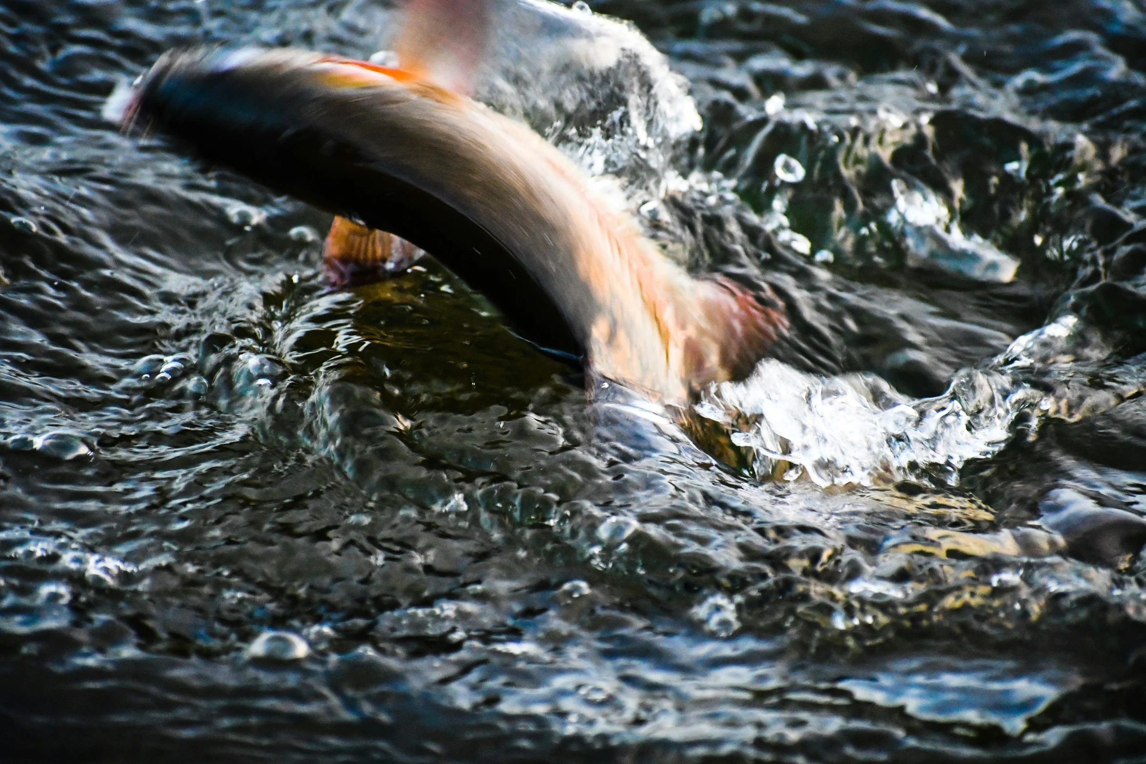 a close up of a fish in water with its mouth open