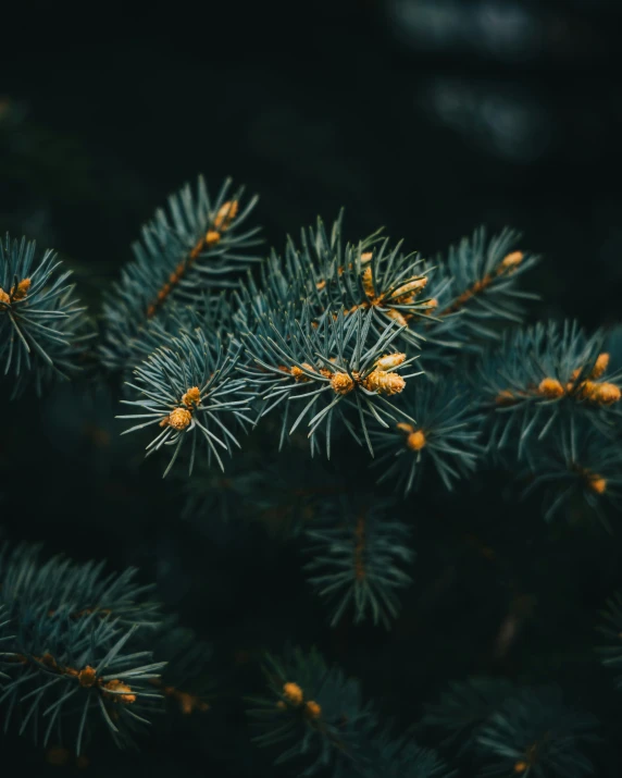 the needles of a pine tree are covered with little yellow drops