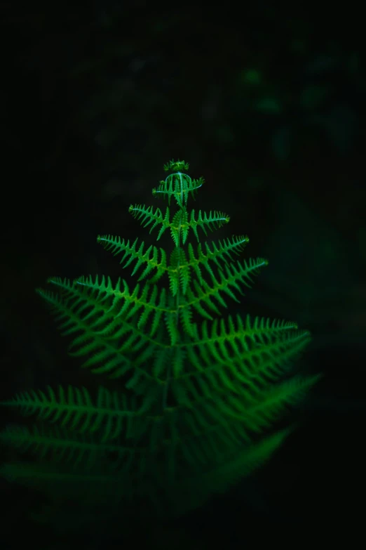 fern leaves glow brightly at night in a dark area