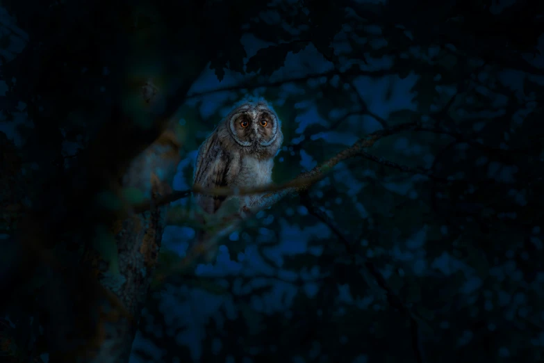 an owl sitting on top of a tree nch