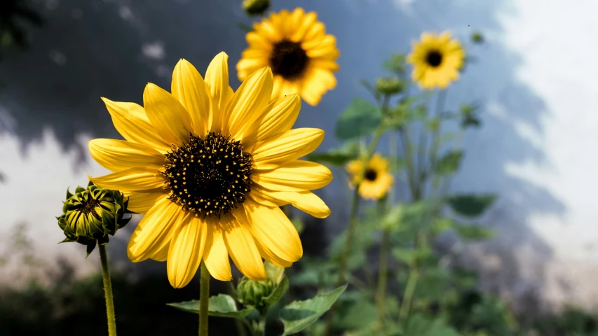 sunflowers bloom with green leaves in the foreground