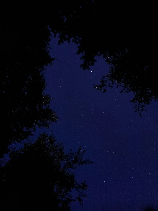 the night sky with trees silhouetted against it