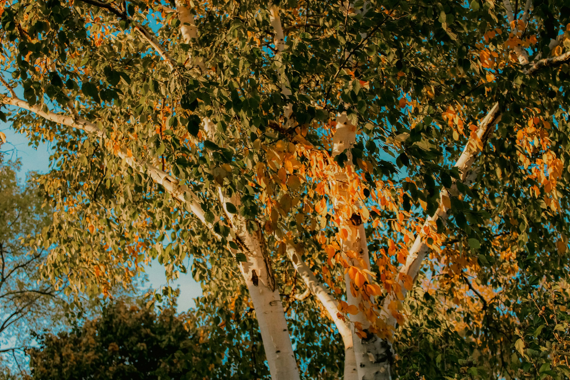 an image of the nches and leaves of trees