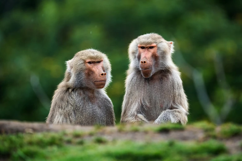 two monkeys sitting on top of a grass covered field