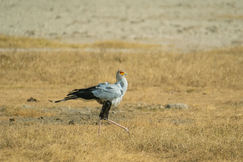 an image of a bird that is in the wild