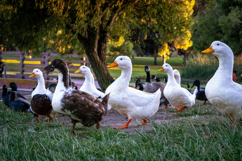 several white ducks standing near trees and grass