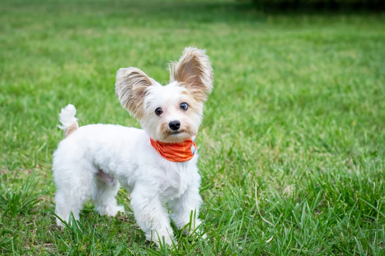 the small dog with a bandana looks at the camera