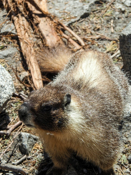 small animal sitting in the dirt near sticks and twigs