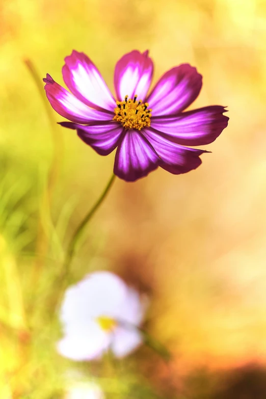 a close up of a flower in color