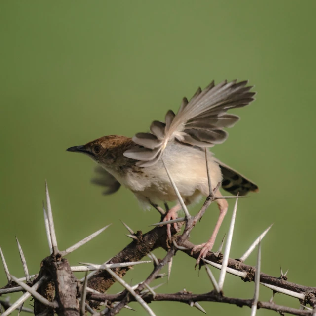 a small bird standing on top of a thorn