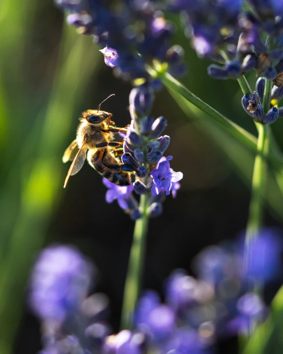 a bee on a plant in a garden