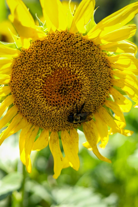 a bee on a sunflower by a patch of grass