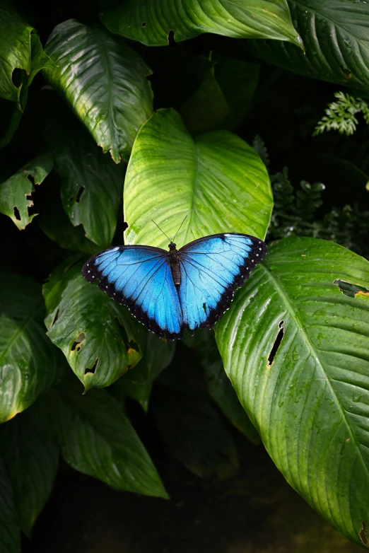 the erfly is sitting on the green leaves