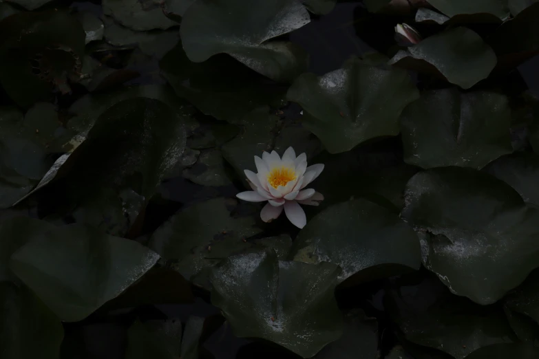 a white flower is surrounded by green leaves