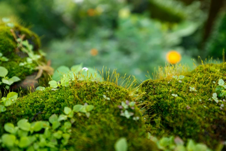 green moss growing in the ground in front of trees