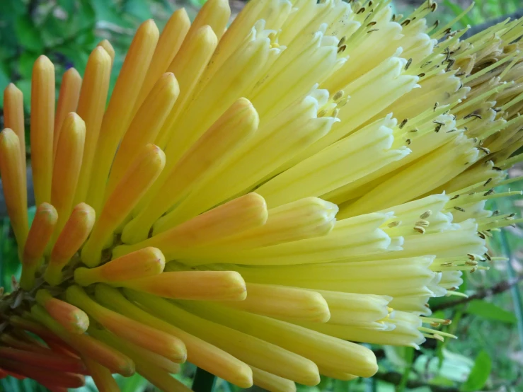 yellow flower stalks with long, thin flowers